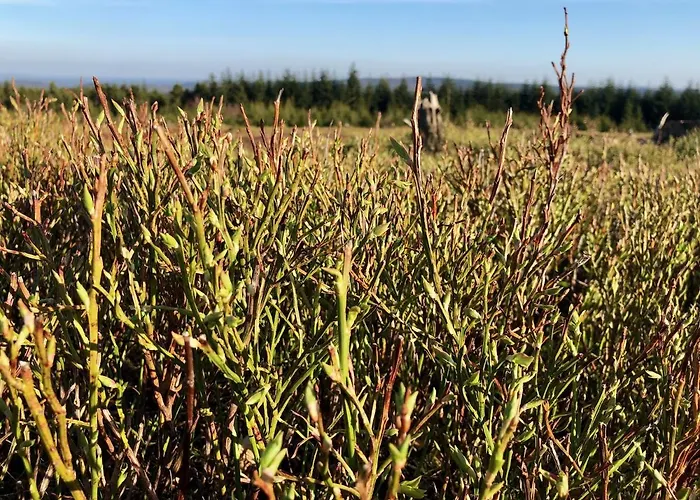 Astenturm (adults Only) Готель Вінтерберг